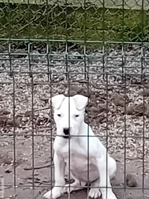 Dog argentinian super pupy