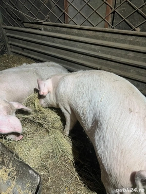 Vand Porci crescuti cu porumb bio Landrace 150-380kg 15lei