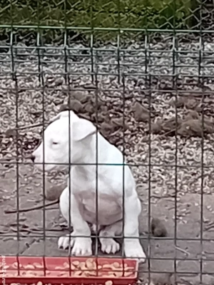 Dog argentinian super pupy - imagine 3