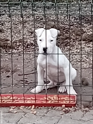 Dog argentinian super pupy - imagine 2