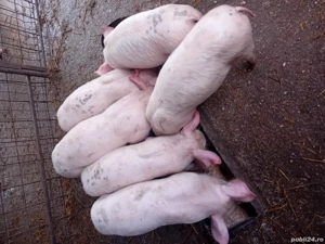 purcei de vânzare  - imagine 2