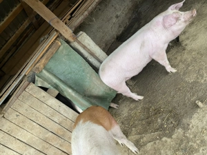 Porci de sacrificat pentru Craciun - imagine 2