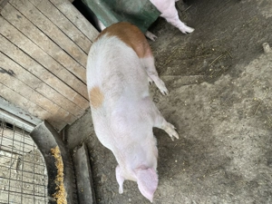 Porci de sacrificat pentru Craciun