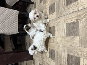 Shihtzu căței  vârsta 7 săptămâni