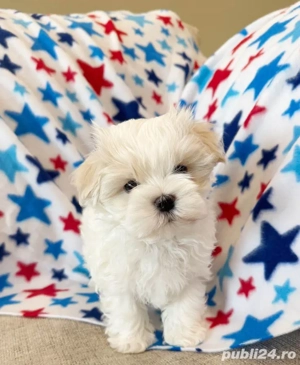 Bichon maltez mini toy  - imagine 4