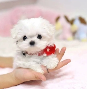 Bichon maltez mini toy 