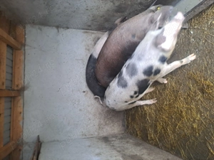 Vând porci 150kg.17 lei kg viu negociabil - imagine 2