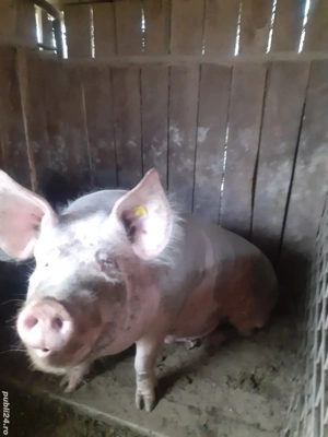 porci pentru sacrificat 