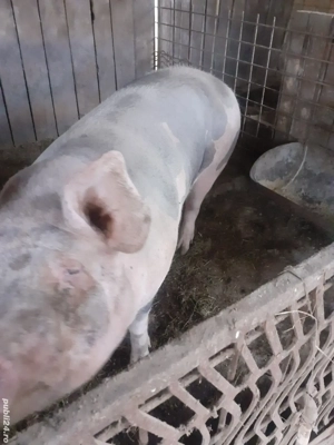 porci pentru sacrificat  - imagine 5