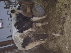 Tauras metis de belgian 4 luni  - imagine 2