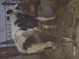 Tauras metis de belgian 4 luni 