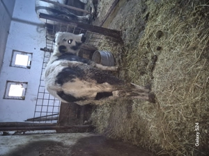 Tauras metis de belgian 4 luni  - imagine 4