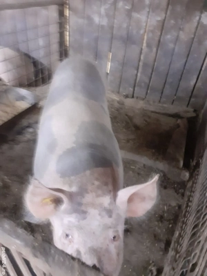 porci pentru sacrificat  - imagine 4