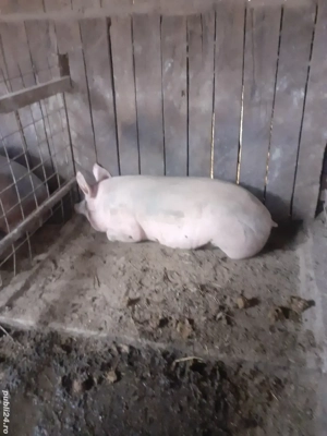 porci pentru sacrificat  - imagine 3