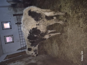 Tauras metis de belgian 4 luni  - imagine 3