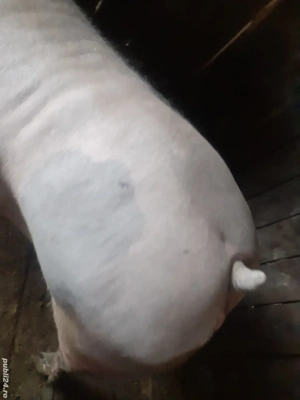 porci pentru sacrificat  - imagine 2