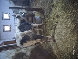 Tauras metis de belgian 4 luni  - imagine 5