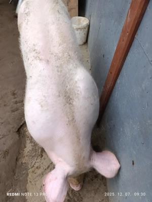 Porc de vanzare - imagine 3