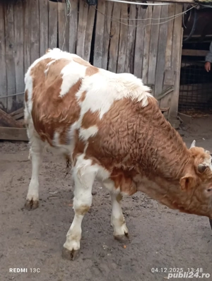 Vitel de carne  - imagine 5