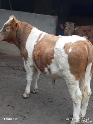 Vitel de carne  - imagine 2