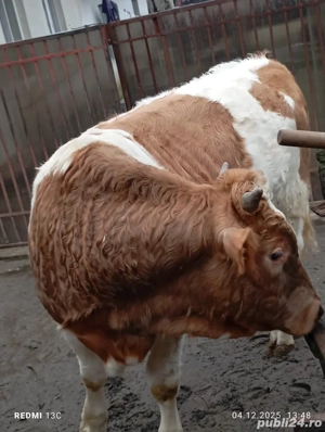 Vitel de carne  - imagine 4