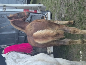 Vand manz de 4 luni jumatate  - imagine 3