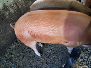 Porci de vinzare  - imagine 2