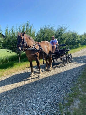 Vand iapa de 8 ani gestanta  - imagine 3