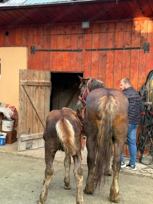 Vand iapa de 8 ani gestanta  - imagine 2