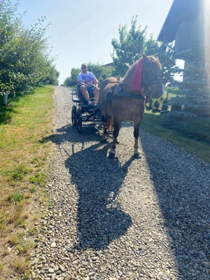 Vand iapa de 8 ani gestanta  - imagine 5