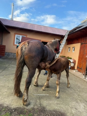 Vand iapa de 8 ani gestanta  - imagine 4