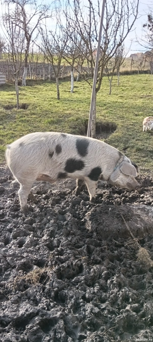 Vand purcei si porc - imagine 3