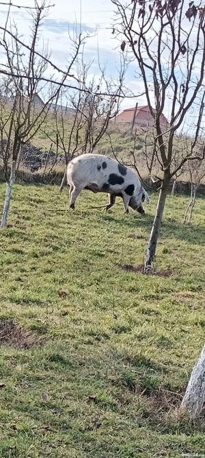 Vand purcei si porc - imagine 2