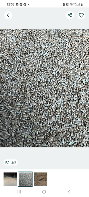 grau si orz la 1 leu pe kg