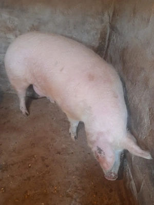 Vand porci - imagine 3