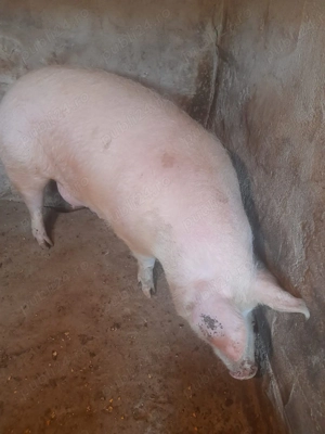 Vand porci - imagine 2