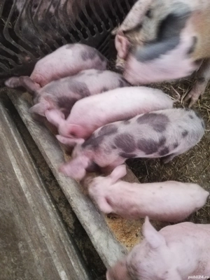 Vând purcei  - imagine 2