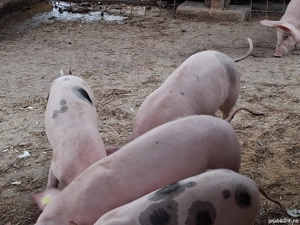 Soldani marele alb cu pietrean 