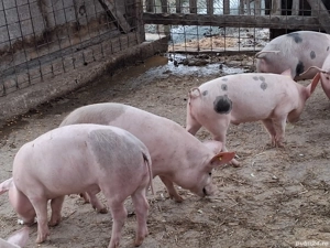 Soldani marele alb cu pietrean  - imagine 2