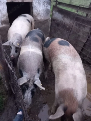 Vând porci de carne - imagine 2