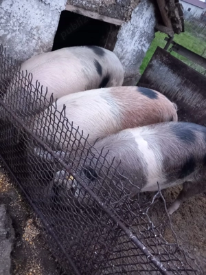 Vând porci de carne 