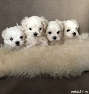 Bichon mini toy fetita si baetel 