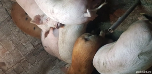 Porci de Vanzare - imagine 4