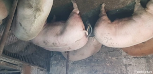 Porci de vanzare 