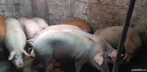 Porci de Vanzare - imagine 5