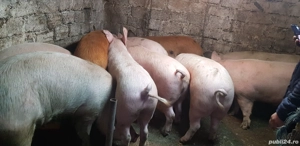 Vand Porci - imagine 5