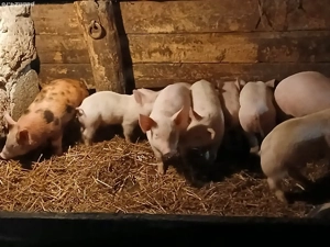 vand purcei - imagine 3