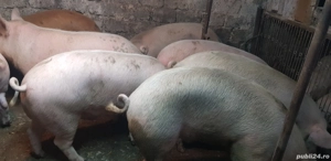 Vand Porci - imagine 4