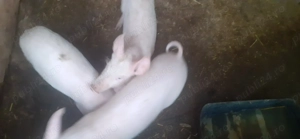 De vânzare 2 purceluse