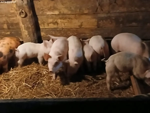 vand purcei - imagine 2